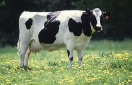 MySport despre Adrian Porumboiu, premiantul fara coroniţă » Second, adjectiv