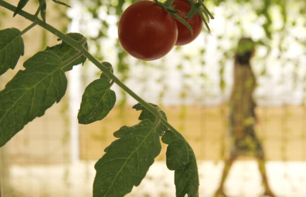 De ce şi-au pierdut roşiile gustul? O istorie în care culoarea a fost preferată gustului