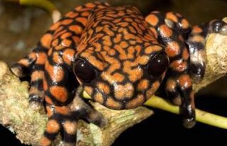 Broasca de copac Prinţul Charles