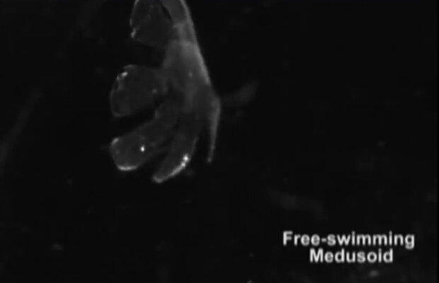 Monstrul lui Frankenstein are un animal de casă: o meduză  (VIDEO)