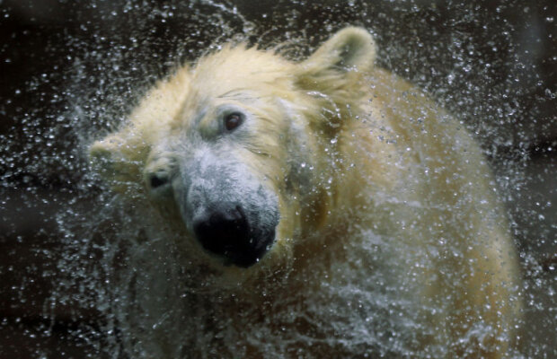 Urşii polari au mai trecut cu succes prin încălziri globale