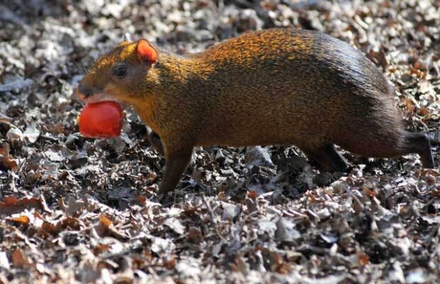 Cei mai cinstiţi "hoţi" se află la tropice