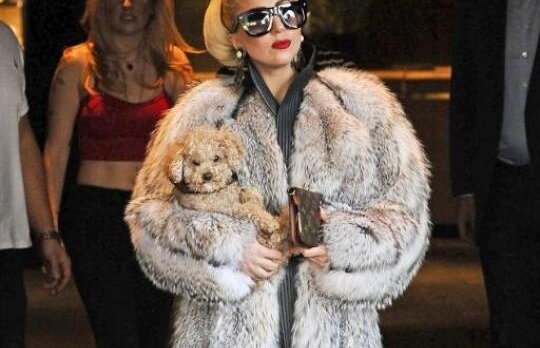 Lady Gaga, antiteza scandaloasa: a iesit pe strazile din Sofia cu o blana autentica si un caine in brate!