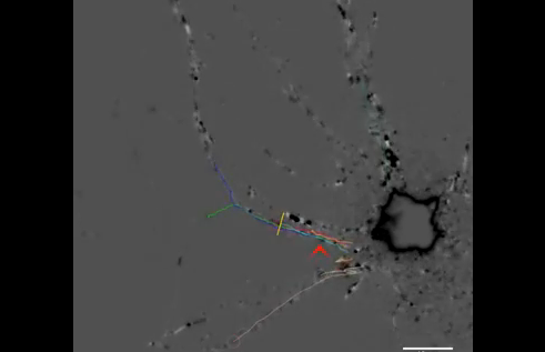 ULUITOR: a fost realizată prima filmare în interiorul unui neuron cerebral (VIDEO)