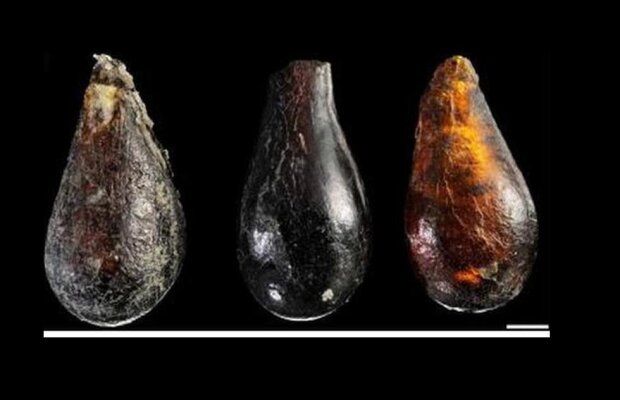 O musculiţă şi doi acarieni, vechi de 230 de milioane de ani, descoperiţi în chihlimbar