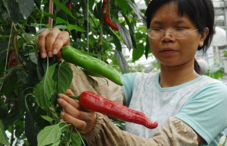 Chinezii vor mânca legume spaţiale! Seminţele au fost dezvoltate de cercetători în spaţiul extraterestru