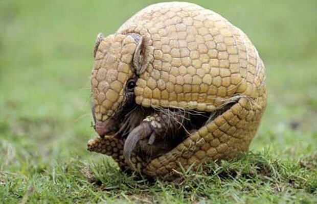 Ciudatul animal "tatu-bola" va fi mascota Mondialului din Brazilia! Vezi cum arată