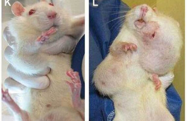 Cumplit! Tumori-ciorchine, provocate de hrana modificată genetic, primul argument ştiinţific al cercetătorilor pentru interzicerea OMG