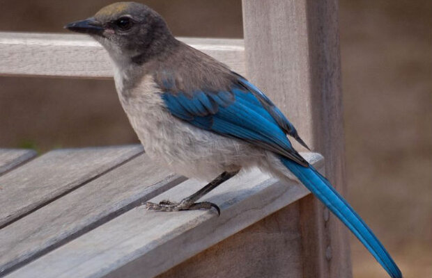 (VIDEO) Ritual de jelire, descoperit la o specie de coţofene