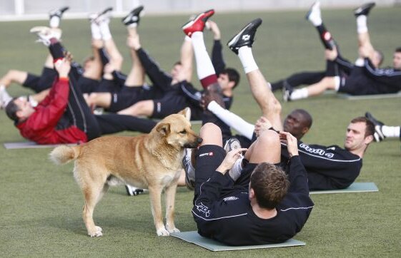 Gata, s-a descoperit de ce nu juca bine Rapidu' » Maidanezii sînt de vină :)