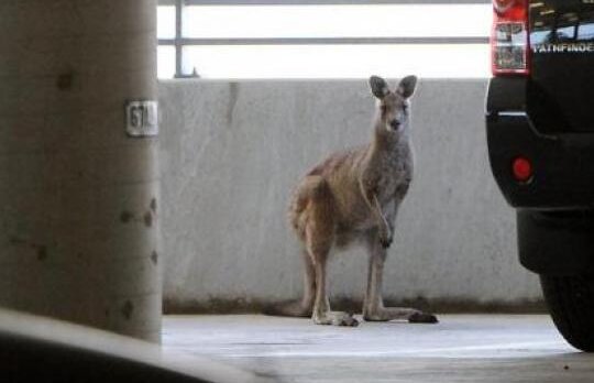 VIDEO! Aeroportul Melbourne din Australia a avut parte de un pasager... cu marsupiu