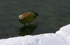 Vremea se încălzeşte uşor. Vezi PROGNOZA METEO până sâmbătă