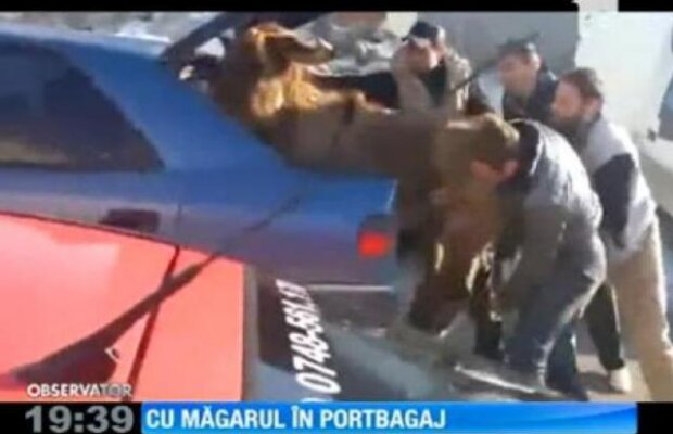 De rasul lumii! Cum se baga un magar intr-un portbagaj