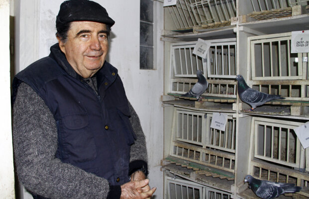 FOTO Tatăl porumbeilor » Alexandru Dinicu e unul dintre cei mai apreciaţi şi experimentaţi columbofili români