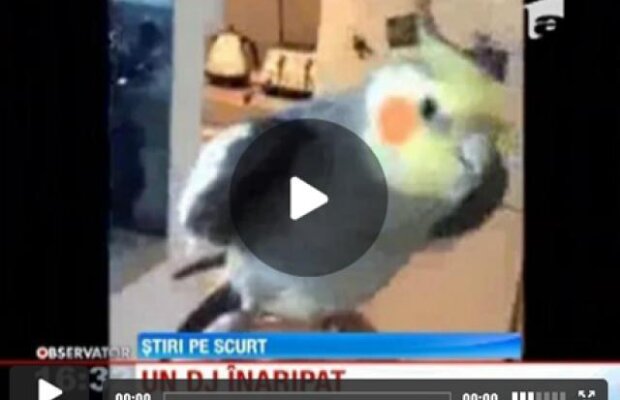 VIDEO: Un papagal din America a invatat sa conduca un vehicul
