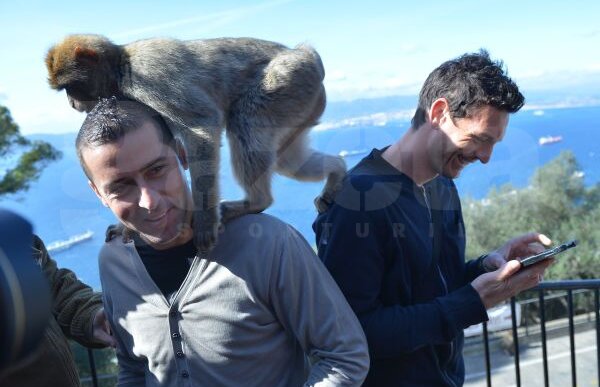 FOTO Maimuţele şi campionii » După 4 zile de antrenamente tari, clujenii s-au distrat ieri în Gibraltar