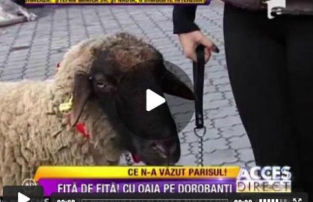 Manechinul Denisa Bita, cu oaia pe Dorobanti!