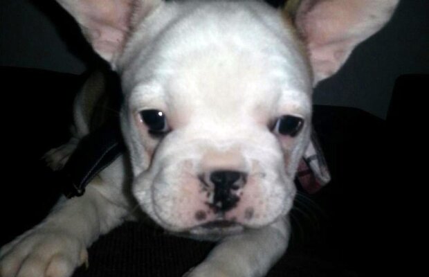 Reghe şi-a luat cîine » Cadou pentru Anamaria?