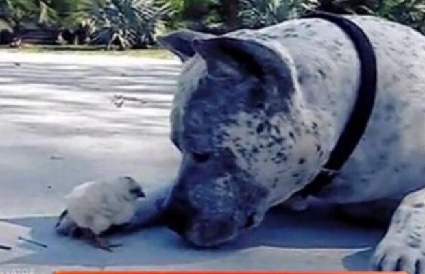 Observator Special: Sharky, cel mai grijuliu pitbull: are grija de un pui de gaina, o iguana si un hamster