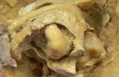 REVELAŢIE în lumea ştiinţei. Ce au găsit arheologii într-un mormânt vechi de 1.600 de ani. "Este un caz unic, extraordinar!"