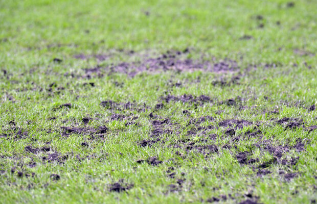 Ăsta nu e gazon. E cîmp de cartofi! » Suprafaţa de joc de pe Arena Naţională a cedat din nou după Steaua - Gaz Metan