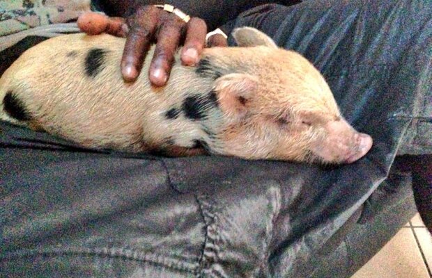 FOTO Ultima achiziţie a lui Mario Balotelli: purceaua "Super" :)