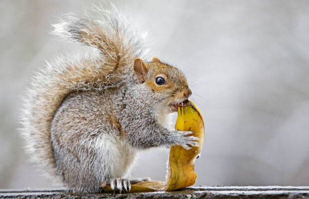 Între timp, în Anglia :D Fanii lui Scunthorpe United, rugaţi să nu se costumeze în veveriţe la meciul cu Torquay