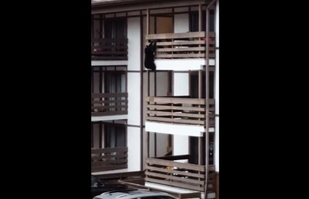 VIDEO » Un urs escaladează o clădire cu trei etaje în plină zi