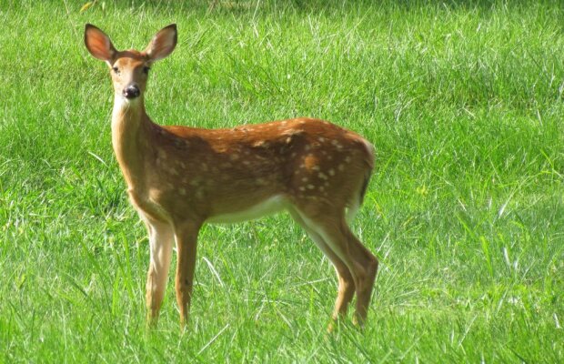 VIDEO Tade, așa se face! O căprioară a intrat pe teren și a deviat decisiv o lovitură liberă