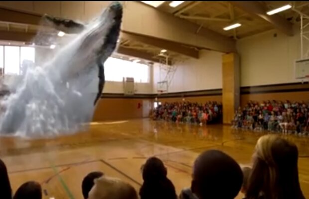 VIDEO Sute de liceeni au rămas șocați! O balenă a năvălit din parchetul sălii de sport