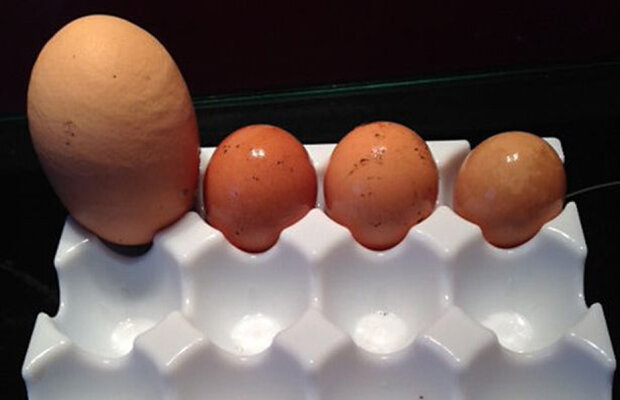 VIDEO O casnică a spart un ou uriaș și a rămas șocată de ce a găsit în interior