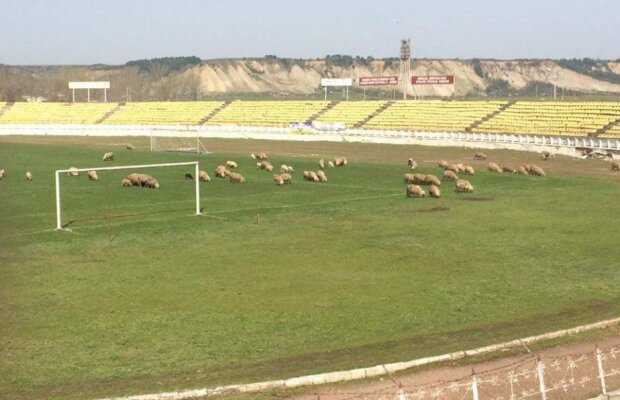 Curg reacţiile după ce GSP.RO a publicat imagini cu mioarele care pasc pe un stadion de 10.000 locuri: "Noi nu putem alerga, oile pasc!"