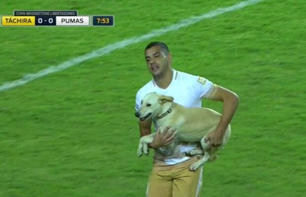 VIDEO Un "intrus" cu patru picioare a invadat terenul la un meci din Cupa Libertadores