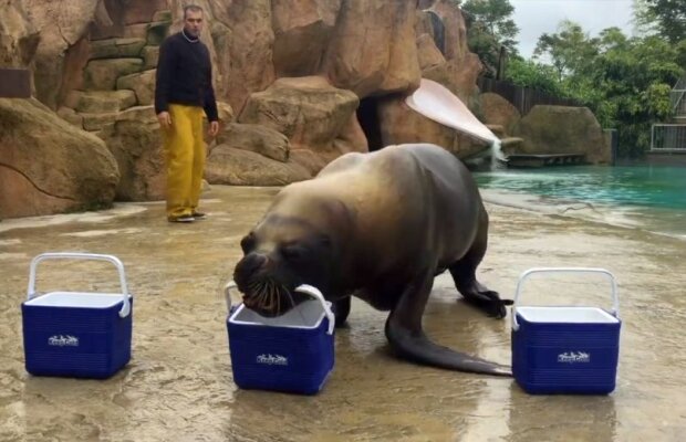 VIDEO Caracatița Paul e istorie! Morsa care a prezis corect toate rezultatele de la CM 2014 a dat verdictul pentru Franța - România