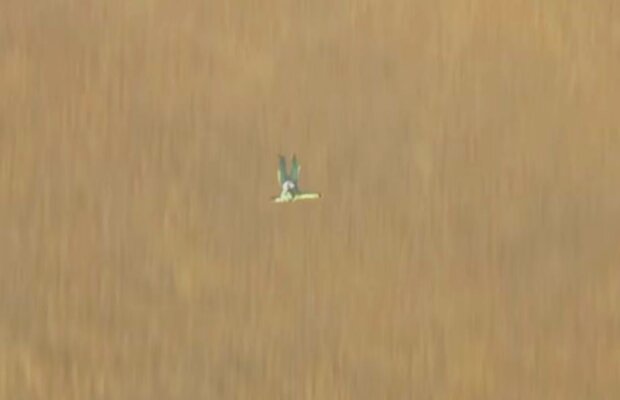 VIDEO Asta da NEBUNIE! A scris istorie după ce a sărit din avion fără parașută! Cum s-a terminat totul