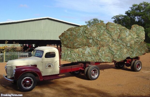 Fost fotbalist timp de 7 sezoane în Bundesliga prins de poliție cu 793 de kilograme de marijuana!