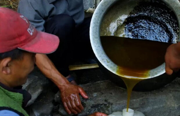 A fost descoperită mierea care crește calitățile sexuale și produce halucinații!