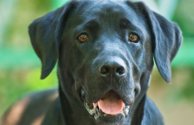 Povestea cutremurătoare a unui fost mare fotbalist » Cum l-a salvat câinele său de la moarte: "M-am întors de pe marginea prăpastiei"