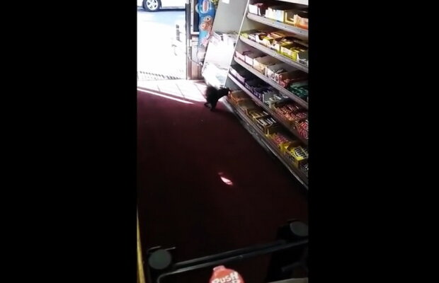 VIDEO » Cele mai amuzante imagini din acest an. O veveriță fură dulciuri dintr-un magazin!