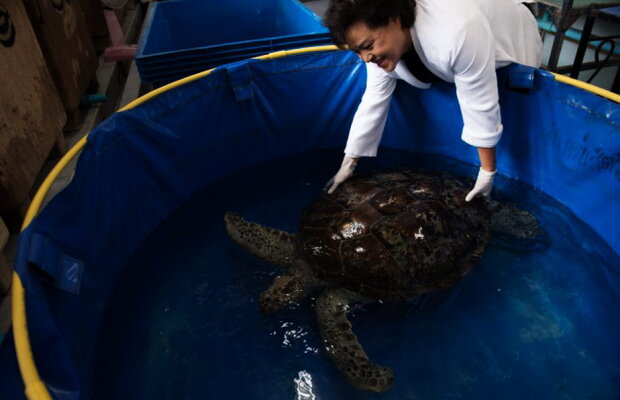 Salvată! Ce face acum broasca țestoasă care a înghițit 915 monede