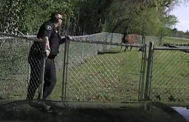 VIDEO » Vei râde cu lacrimi! Un polițist fuge de rupe pământul de frica unei vaci