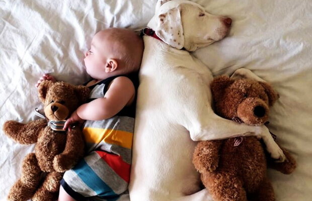 GALERIE FOTO » Un câine traumatizat este îngrozit de oameni, cu excepţia acestui copil