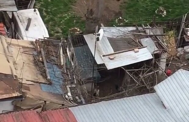 VIDEO Trezit ca la țară, în centrul Bucureștiului :) Ce a filmat un dinamovist pe geamul hotelului lui Negoiță