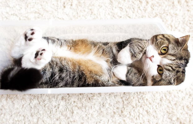 VIDEO Mugumogu, cel mai vizionat animal pe Youtube din toate timpurile