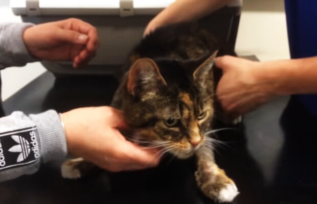 VIDEO Veterinarii londonezi au salvat o pisică de la otrăvire folosind vodcă