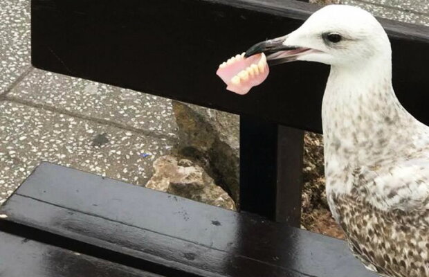 Un pescăruș a oferit imaginea zilei, care face acum înconjurul lumii!