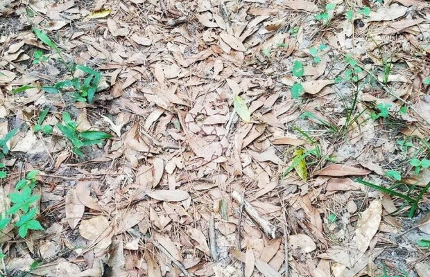 FOTO Tu poţi vedea şarpele din această fotografie? Foarte puţine oameni reuşesc