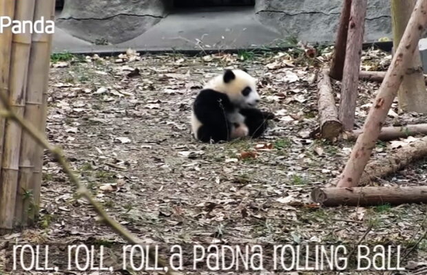 VIDEO Nu ai văzut niciodată imagini mai amuzante!