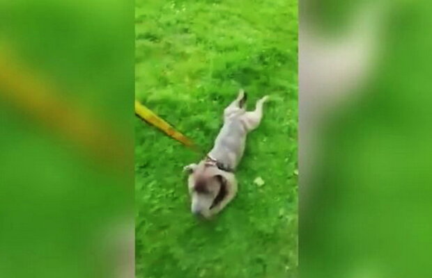 VIDEO Animalele pot fi amuzante, însă un căţel depăşeşte orice imaginiaţie. Te vei amuza teribil!