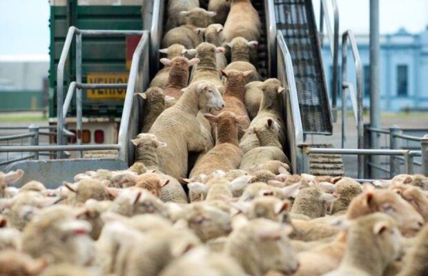 Un fost jucător al Stelei a căzut în plasa celor de la Times New Roman: "Bă, tată, ce vă mai place prosteala" :D